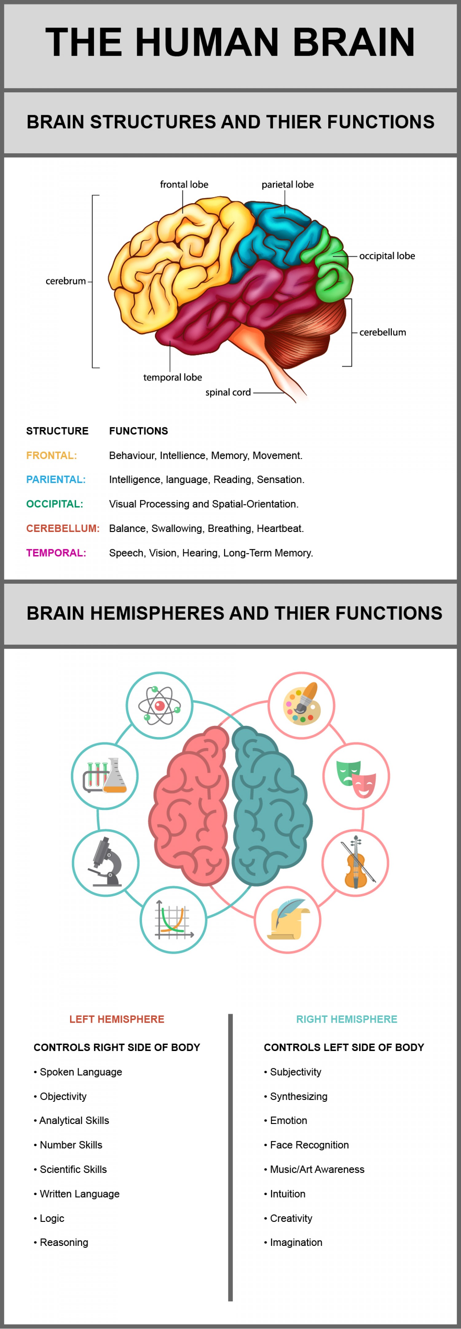 The Human Brain Its Structures And Their Functions Infographic