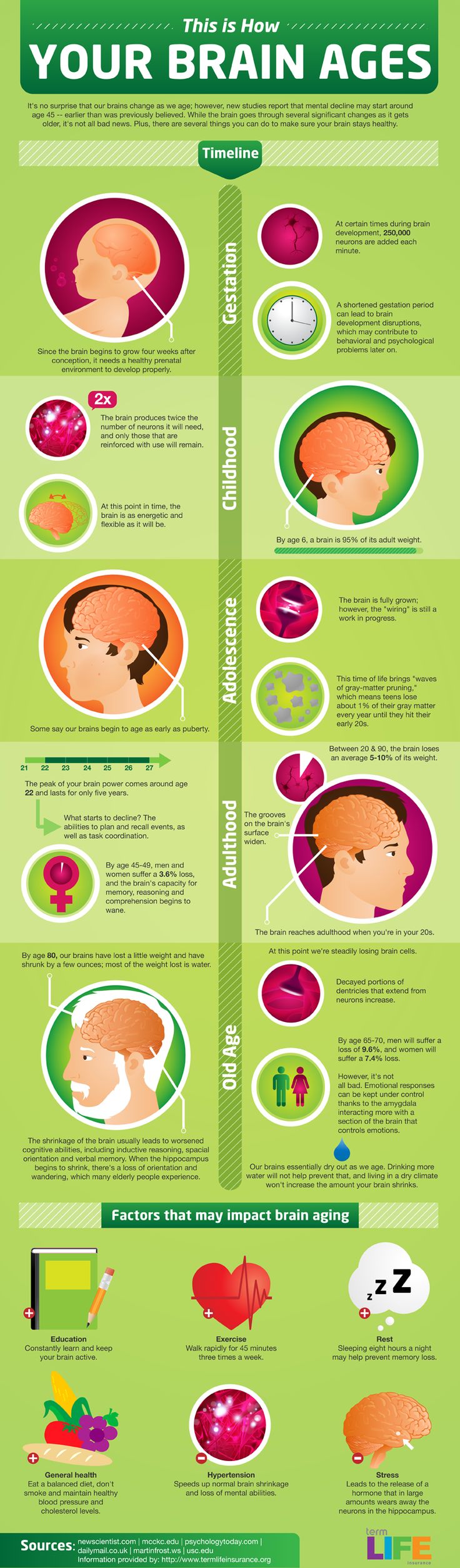 how-your-brain-ages-infographic